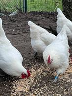 Broedeieren poule de Bresse., Dieren en Toebehoren, Pluimvee
