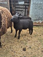 Ooi lam baggerbonte, Dieren en Toebehoren, Schapen, Geiten en Varkens