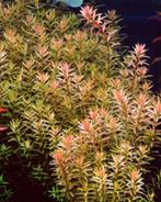 rotala rotundifolia, Enlèvement, Neuf, Plante(s), Pierre ou Bois