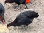 Marans hennen, Dieren en Toebehoren, Pluimvee, Vrouwelijk, Kip