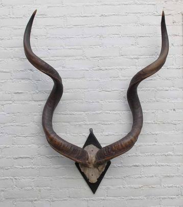 Grote oude schedel KUDU ANTILOPE op zwart houten schild (G) beschikbaar voor biedingen