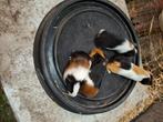 Jonge cavia's, Dieren en Toebehoren, Knaagdieren, Mei, Meerdere dieren, Cavia