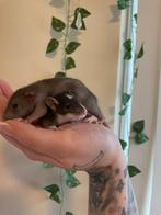 Ratjes, Dieren en Toebehoren, Rat, Vrouwelijk, Januari, Tam