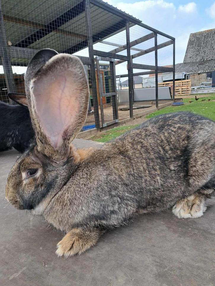 Lapins geant de flandre, Dieren en Toebehoren, Konijnen, Groot, Vrouwelijk, 0 tot 2 jaar
