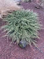 Genévrier rampant, Autres espèces, Enlèvement, Ombre partielle, Ne fleurit pas