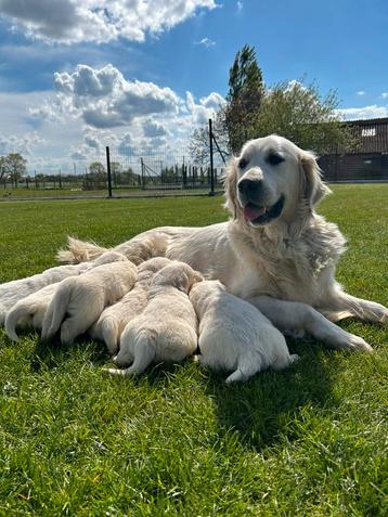 Nestje Golden Retriever pups beschikbaar voor biedingen
