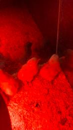 Hybride kuikens te koop kruising auracana, Dieren en Toebehoren, Pluimvee, Meerdere dieren, Kip