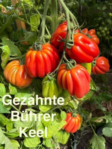 1 Grote sortering zaden van bijzondere tomaten.  beschikbaar voor biedingen