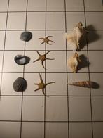 Fossiele schelpen,schelpen en slangsterren, Verzamelen, Mineralen en Fossielen, Ophalen of Verzenden, Schelp(en)