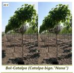 BOL CATALPA 'NANA' : HALFSTAM 30€/stuk, HOOGSTAM 40€/stuk, Tuin en Terras, Planten | Bomen, Ophalen, Zomer, Bolboom, 250 tot 400 cm