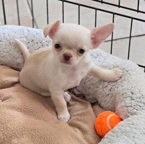 Prachtige kortharig chihuahua reutje, Dieren en Toebehoren, Honden | Chihuahua's en Gezelschapshonden, Meerdere dieren, Chihuahua