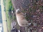 Bokken franse texel, Dieren en Toebehoren, Schapen, Geiten en Varkens, Mannelijk, Schaap, 0 tot 2 jaar