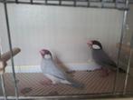 Rijstvogels tentoonstellingskwaliteit, Dieren en Toebehoren, Vogels | Overige Vogels