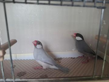Rijstvogels tentoonstellingskwaliteit  beschikbaar voor biedingen