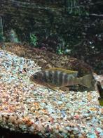 malawi cichliden, Dieren en Toebehoren, Vissen | Aquariumvissen, Vis, Zoetwatervis