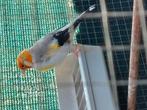 Distelvink putter, Dieren en Toebehoren