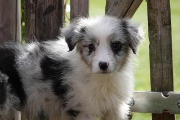 Chiots Bergers australiens, Plusieurs, Parvovirose, Belgique, Berger