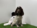Engelse Cocker Spaniel pups, Dieren en Toebehoren, Honden | Retrievers, Spaniëls en Waterhonden, België, 8 tot 15 weken, CDV (hondenziekte)