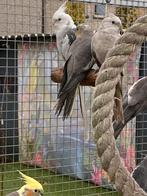 Valkparkieten, Dieren en Toebehoren, Vrouwelijk, Parkiet, Geringd