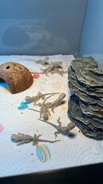Bebe pogona henrylawsoni, Dieren en Toebehoren, Hagedis, Tam, 0 tot 2 jaar