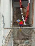 lori bl bergen, Dieren en Toebehoren, Vogels | Parkieten en Papegaaien, Mannelijk