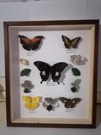 Taxidermy, Verzamelen, Verzenden, Nieuw, Insect, Opgezet dier