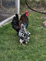 (Turkse) cin kippen, Dieren en Toebehoren