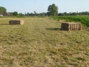 foin à vendre beschikbaar voor biedingen