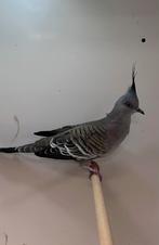 2-2 Australische kuifduif ( in nl ), Dieren en Toebehoren, Meerdere dieren, Tropenvogel