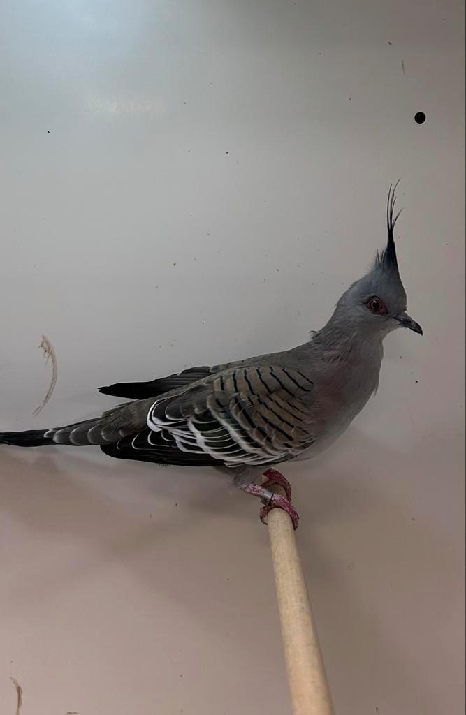 2-2 Australische kuifduif ( in nl ), Dieren en Toebehoren, Vogels | Overige Vogels, Tropenvogel, Meerdere dieren