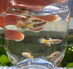 Guppies verschillende groottes, Dieren en Toebehoren, Vissen | Aquariumvissen, Vis, Zoetwatervis