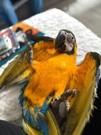 Jonge blauwe gele ara, Dieren en Toebehoren