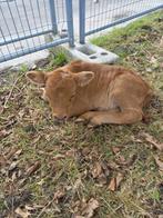 Te koop: prachtig Dexter kalfje, Dieren en Toebehoren, Mannelijk, 0 tot 2 jaar