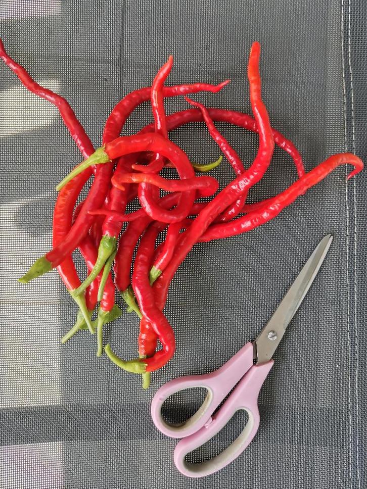 Piments Thunder Mountain Longhorn - 5 graines, Jardin & Terrasse, Bulbes & Semences, Graine, Printemps, Plein soleil, Envoi