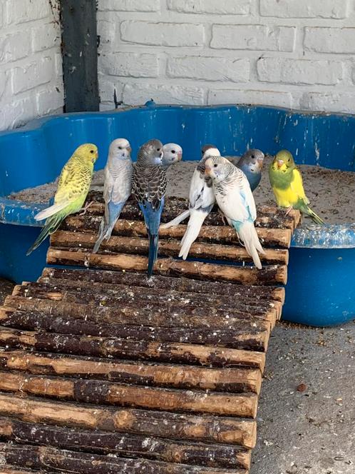 Jonge grasparkieten zomer2025, Dieren en Toebehoren, Vogels | Parkieten en Papegaaien, Parkiet, Meerdere dieren