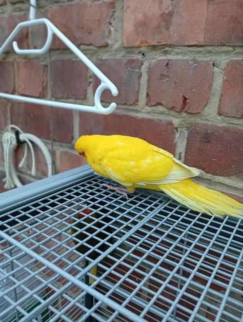 Iemand interesse in deze mooie Kakariki mannetje van 2025, Dieren en Toebehoren, Vogels | Parkieten en Papegaaien, Parkiet, Mannelijk