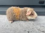Jonge cavia, Dieren en Toebehoren, Cavia, Mannelijk, Tam, Oktober