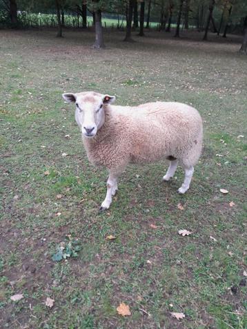 schaap ooi beschikbaar voor biedingen