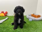 Kruising Poedel pups, België, 8 tot 15 weken, CDV (hondenziekte), Meerdere