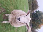 Agneaux, Mannelijk, Schaap, 0 tot 2 jaar