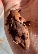 Wimpergekko’s 2025, Animaux & Accessoires