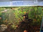 Guppies, posthoornslakken, drijfplant, Dieren en Toebehoren, Ophalen, Zo goed als nieuw