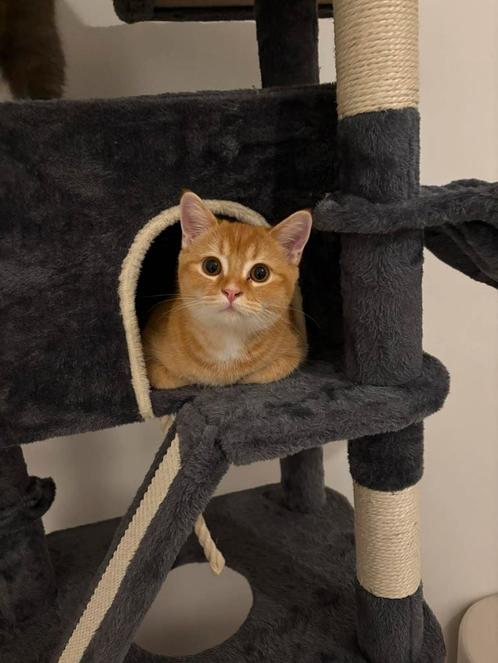 Britse korthaar roodachtige kleuren, Dieren en Toebehoren, Katten en Kittens | Raskatten | Korthaar, Kater, 0 tot 2 jaar, Gechipt