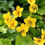 Waldsteinia Ternata, Tuin en Terras, Planten | Tuinplanten, Ophalen, Halfschaduw