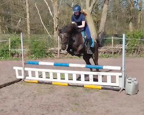 Sjieke puber  merrie, Dieren en Toebehoren, Pony's, Merrie, B, D pony (1.37m tot 1.48m), Dressuurpony, 3 tot 6 jaar, Met stamboom