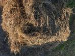 Voordrooghooi, Dieren en Toebehoren, Dierenvoeding, Ophalen, Vee