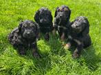 Prachtige cockapoo ( dwerg poedel x cocker spaniël), Dieren en Toebehoren, Poedel, België, CDV (hondenziekte), 8 tot 15 weken