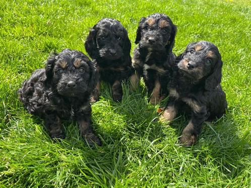 Prachtige cockapoo ( dwerg poedel x cocker spaniël), Dieren en Toebehoren, Honden | Chihuahua's en Gezelschapshonden, Meerdere dieren