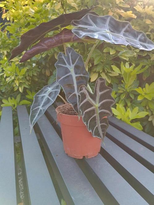 Mooie skeletplant, Huis en Inrichting, Kamerplanten, Ophalen