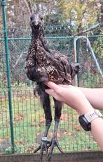 Jonge hanen hmong/ga hmong, Dieren en Toebehoren, Pluimvee